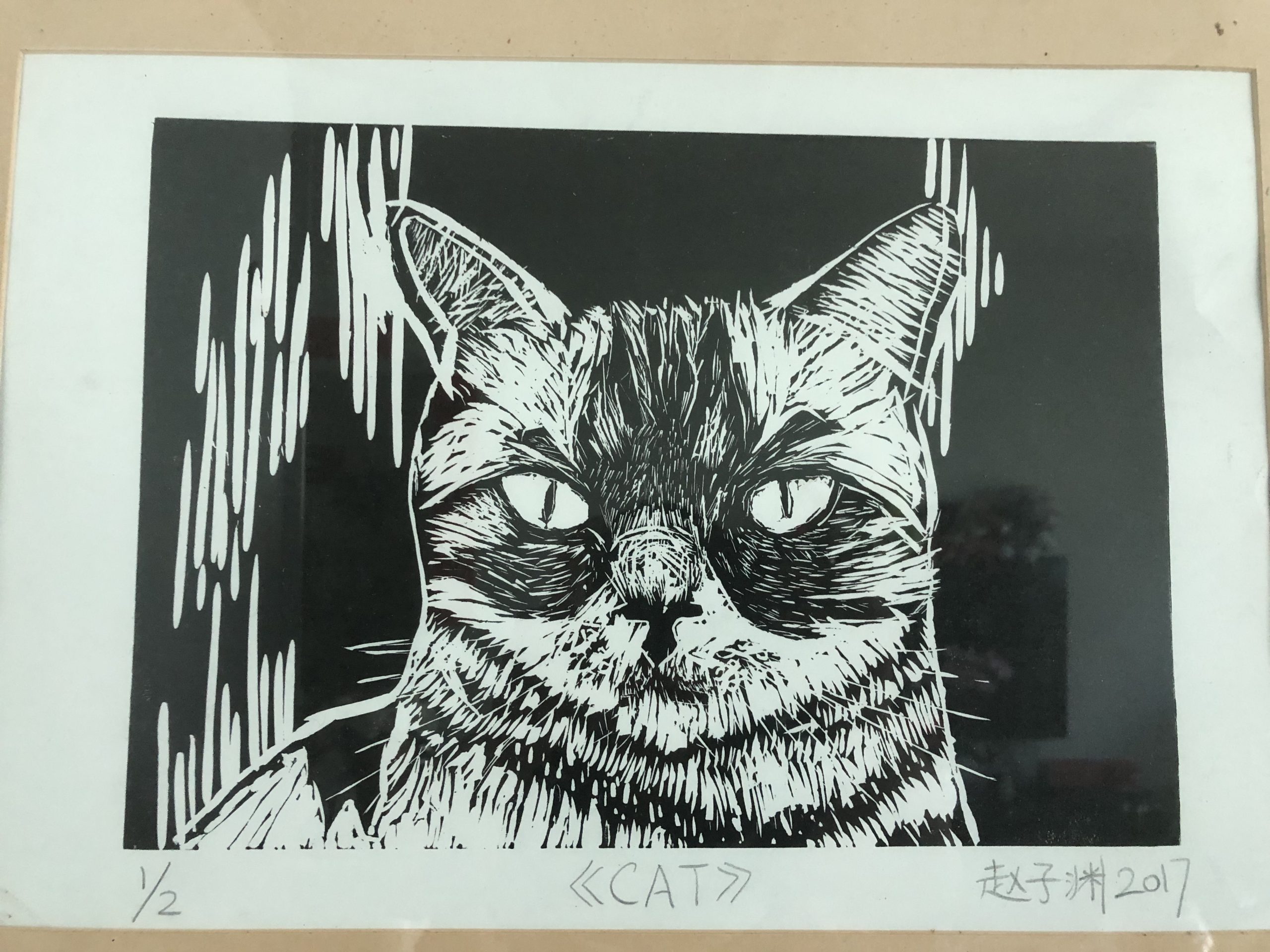 A black and white print from an engraving, showing a handsome American Shorthair cat looking at the viewers
