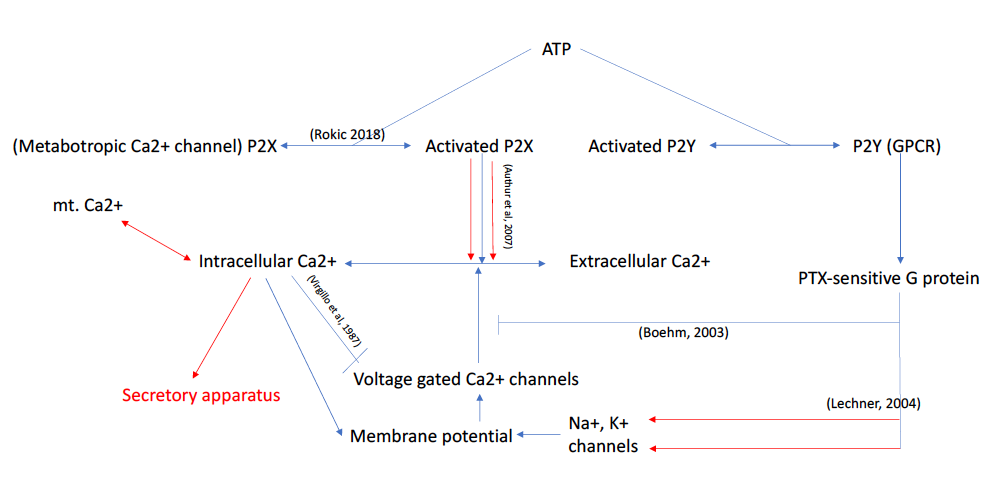 A diagram showing the known molecular interactions involved in the habituation of PC12 cells