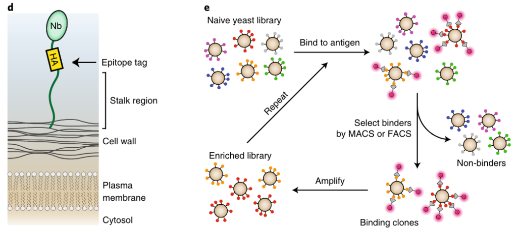 b, Overview of a nanobody showing the 3D structure (inset) as well as a cartoon schematic highlighting CDR loops. Synthetic CDR3 sequences used variable lengths of 7, 11, or 15 residues of trimer phosphoramidite mixture. c, After the library was constructed, amino acid frequencies of diversified positions in CDRs were analyzed by next-generation sequencing (NGS), showing that library frequencies closely matched target values.